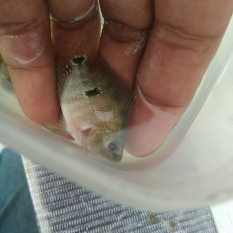 ikan louhan clasic ori Thailand