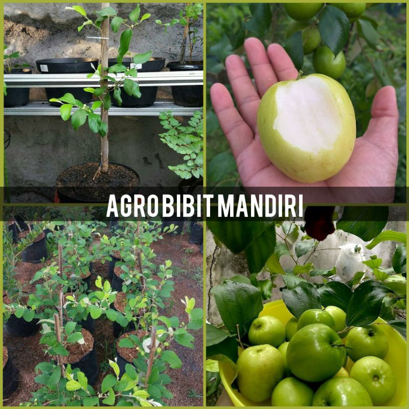 BIBIT BUAH APEL INDIA (apel futsa)