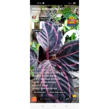 bunga aglonema paketan