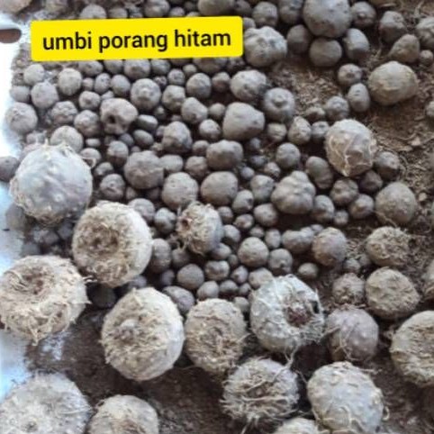 Bibit umbi porang hitam per biji