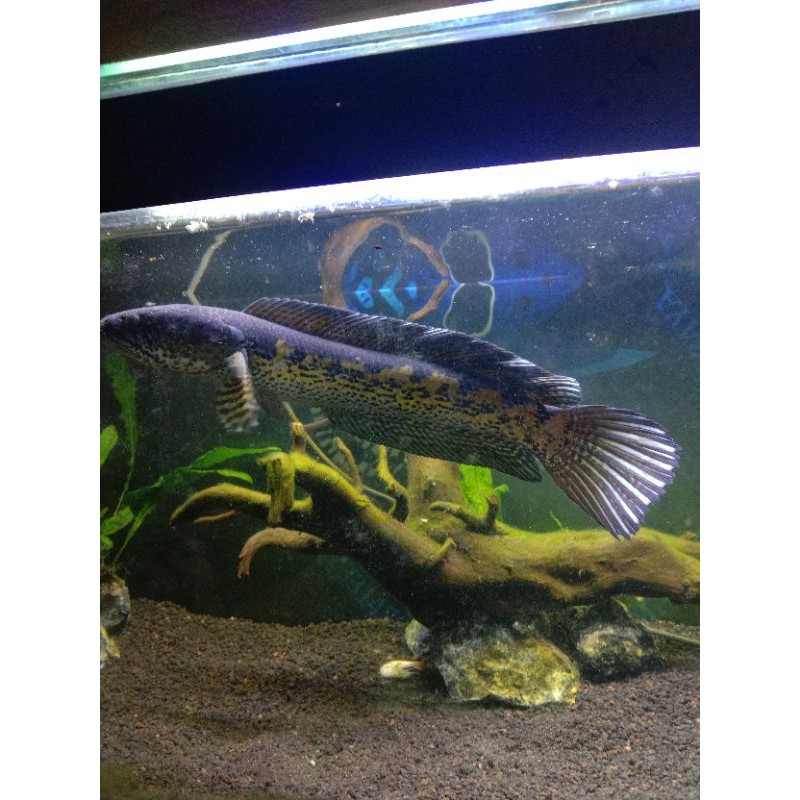 Channa AurantiMaculata 15-17cm