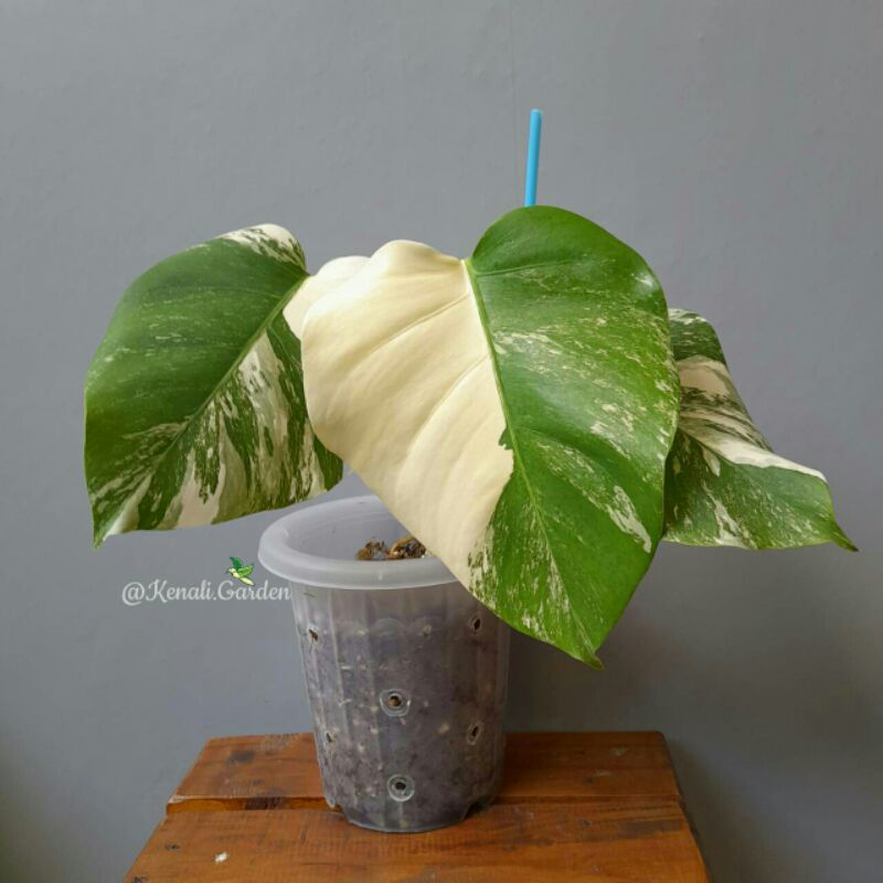 Monstera Albo Variegata