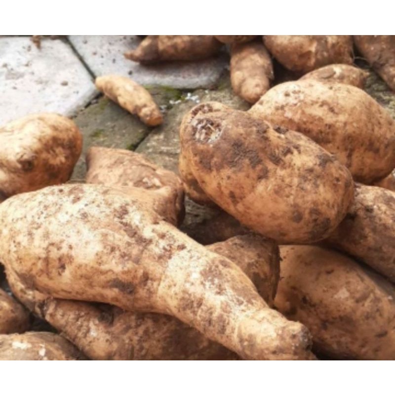 

ubi madu 1 kg