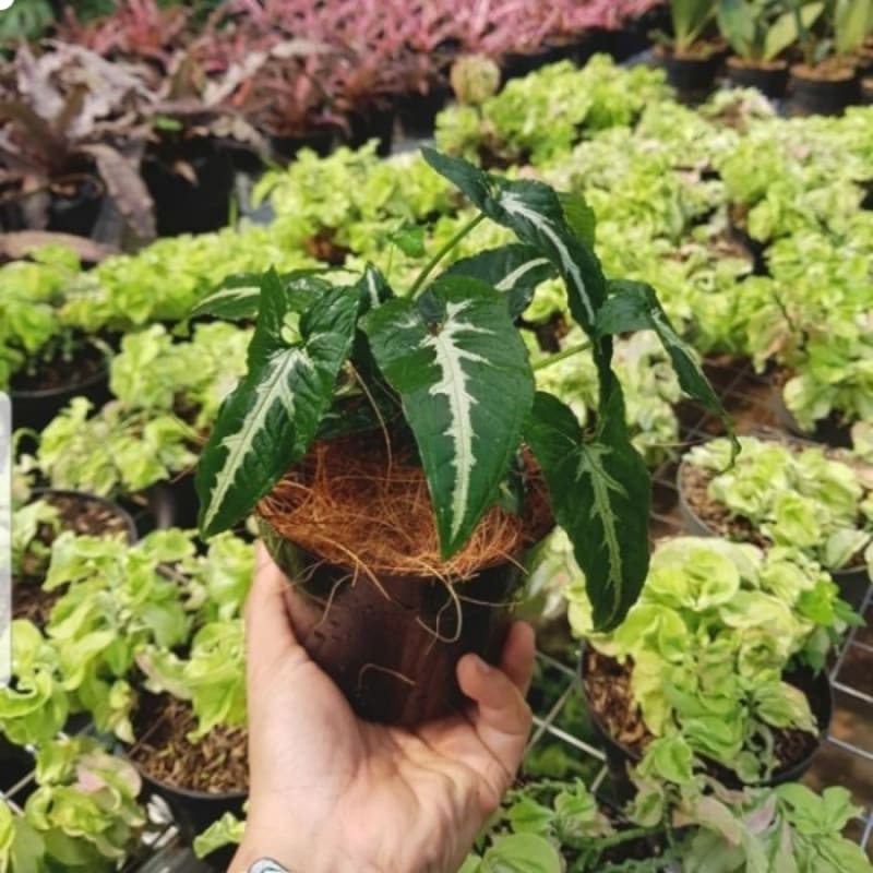 sygonium wenlandii schot - tanaman hias sygonium