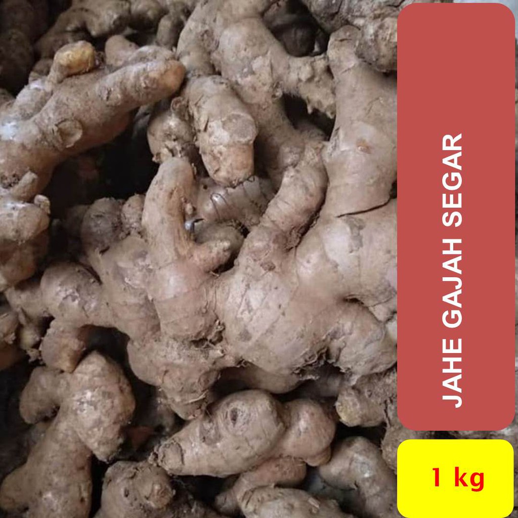 

Jahe Gajah Segar 1000 gram