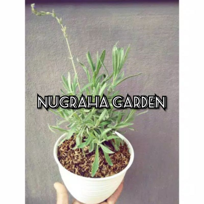 Tanaman lavender asli