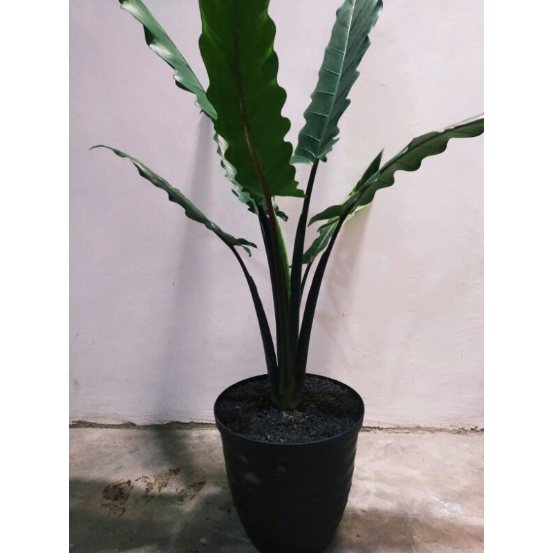 Tanaman hias Black silfit/keris papua