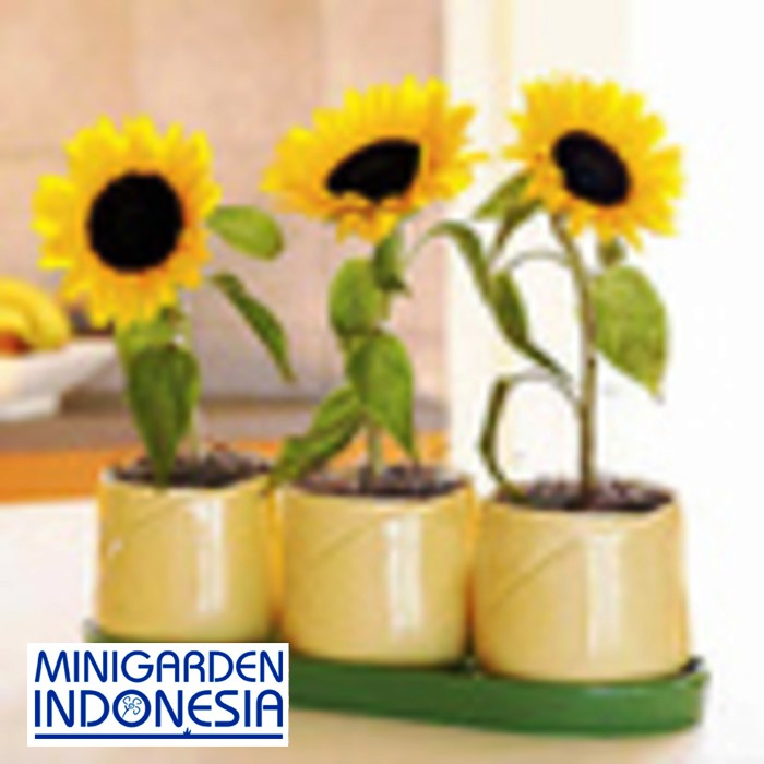 BENIH BUNGA SUNFLOWER 3 BIJI bibit bunga matahari tanaman hias import f1 fothergills