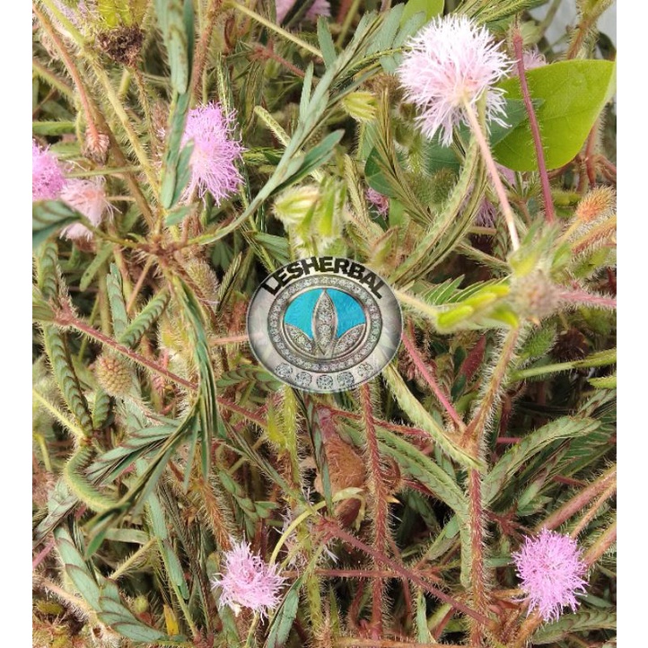 

daun putri malu segar paket 500gram