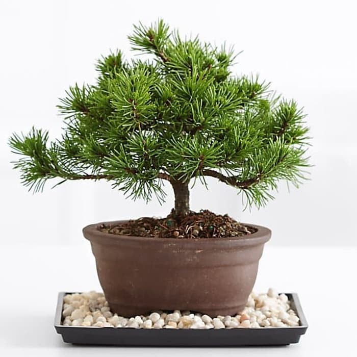 Bibit Benih Biji Pohon Mugo Pine  ( Pinus mugo ) Cocok Untuk Bonsai Unik Langka
