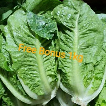 

Romaine Lettuce 500gr + Gratis Ongkir