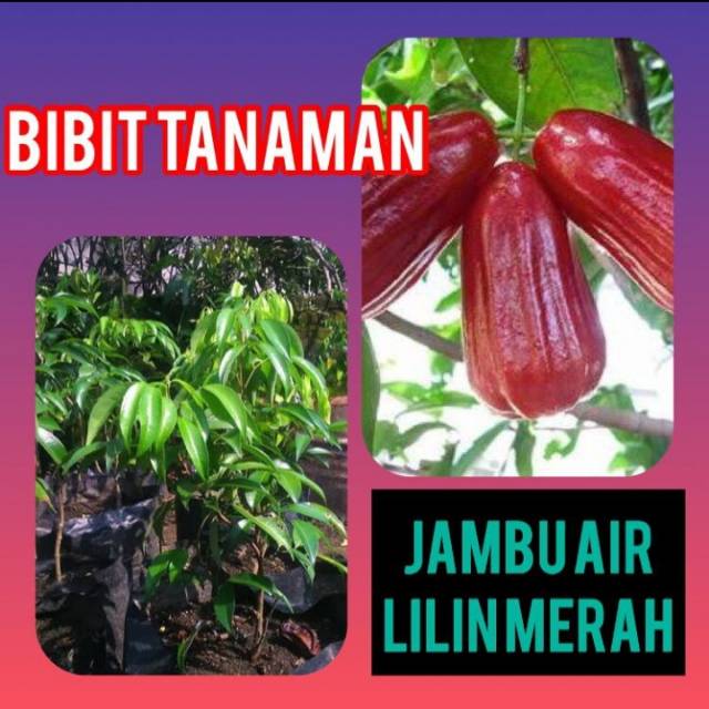 Bibit Jambu  Air Lilin  Merah 400 gram Bibit Shopee 