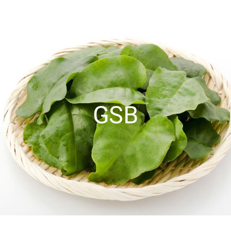 

Daun binahong segar 1 kg fresh 100%