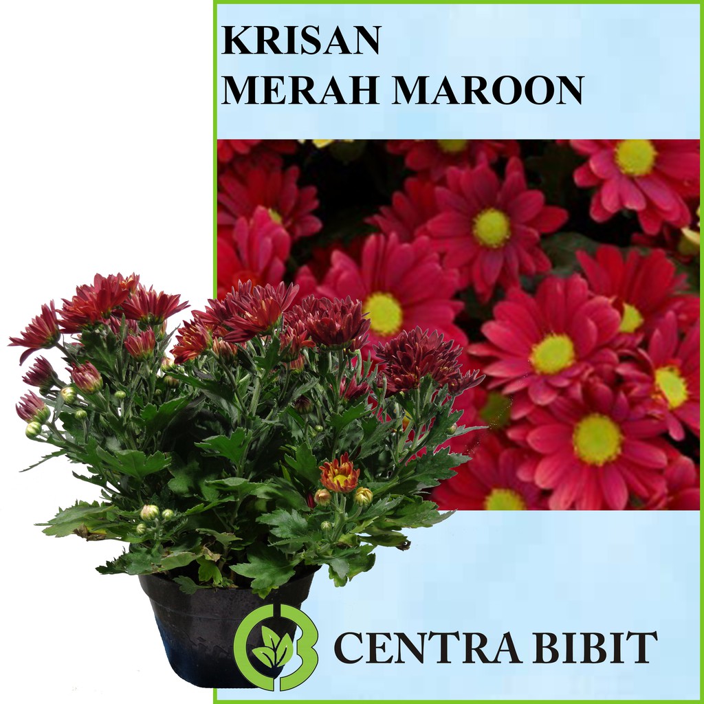 Tanaman Krisan Merah Maroon