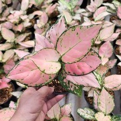 Aglonema Pink Yulia