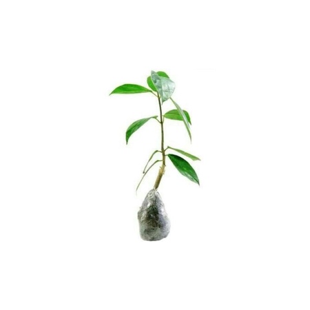 Bibit tanaman cincau hijau-pohon cincau