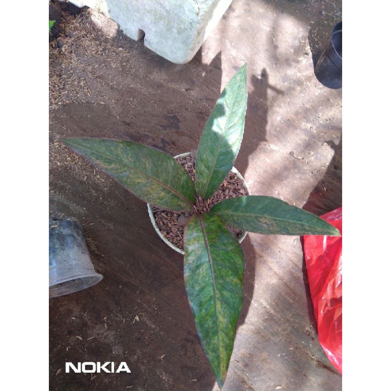 Anthurium black pink hokeri hybrid