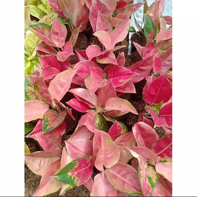 Bibit Bunga Aglonema RED MELLA IMPORT