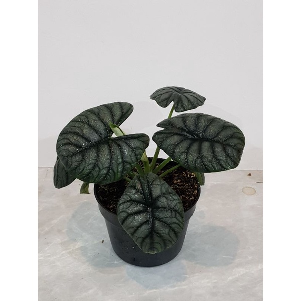 Alocasia Dragon Moon