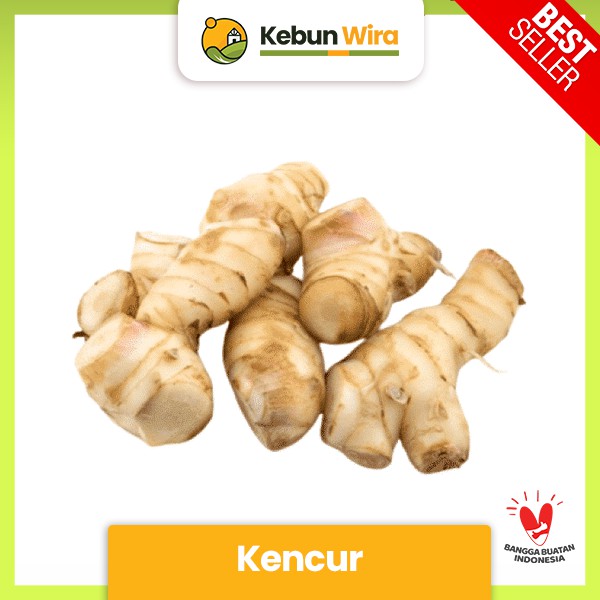 

Kencur | Laser Ginger 1kg