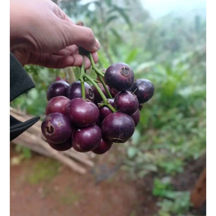 Buah Gowok/ Buah Segar