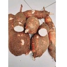 

Singkong kerikil Atou singkong sapi kuru singkong genderewo singkong pait per 1kg