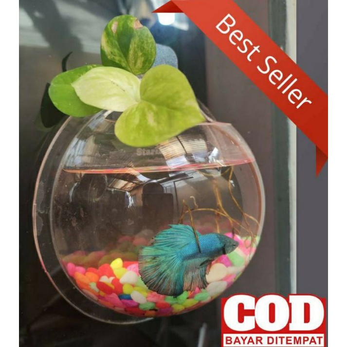 AQUARIUM TEMPEL HIASAN DINDING DIAMETER 16CM UNTUK TANAMAN &amp; IKAN HIAS