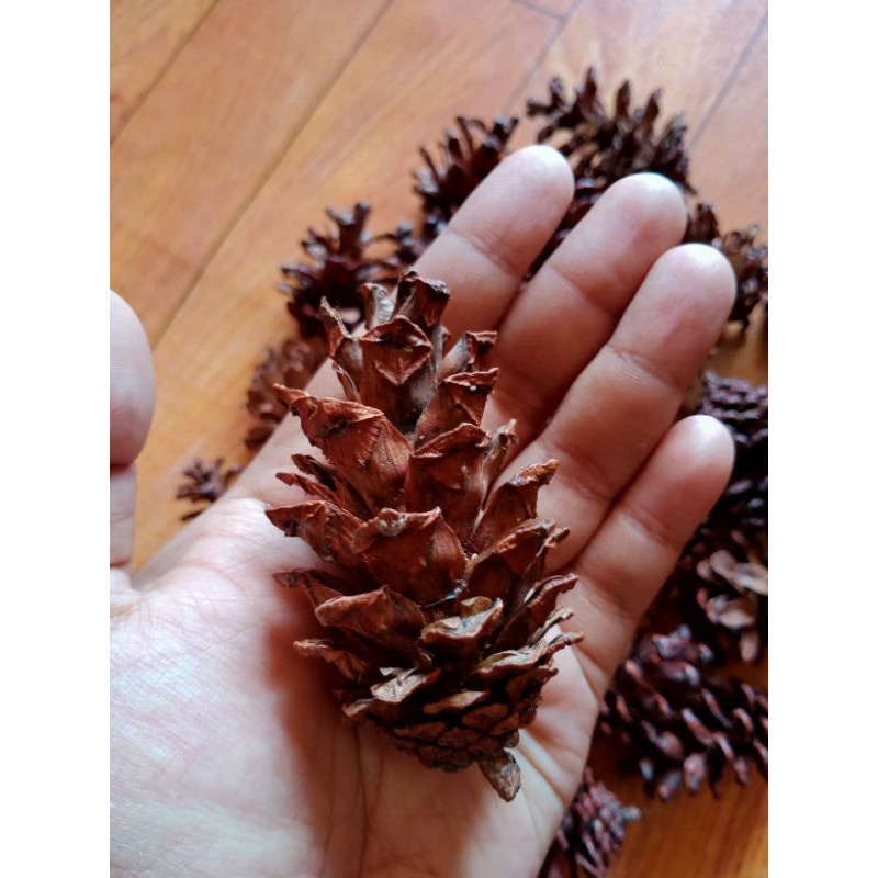 Biji Pinus besar hiasan