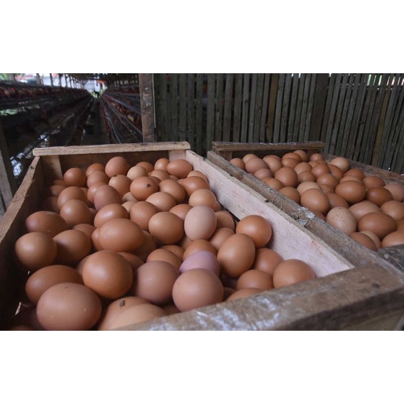 

TELUR AYAM HORN