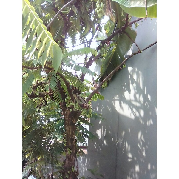 

Belimbing wuluh/belimbing sayur segar