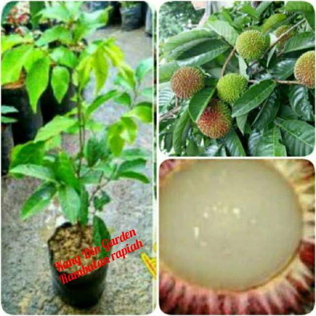 BIBIT RAMBUTAN RAPIAH ASLI
