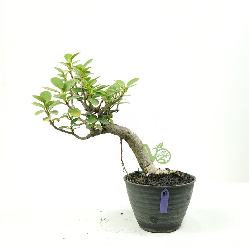 Bonsai Ficus Microcarpa - 18