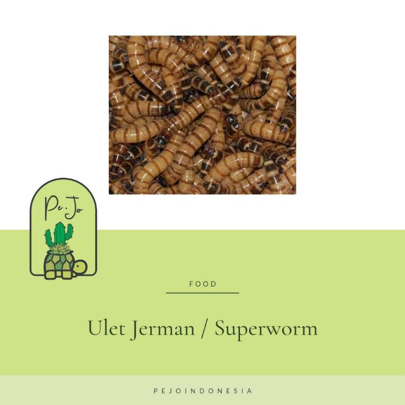 Ulat Jerman Pakan Burung Reptile Ikan predator Kodok Pacman