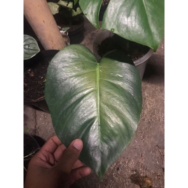monstera borsigiana variegata