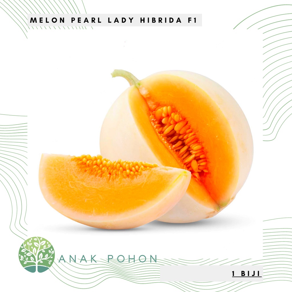 Benih Bibit Biji - Melon Premium Pearl Lady Hibrida F1 Harum &amp; Manis Seeds - Panen Dalam 80 Hari