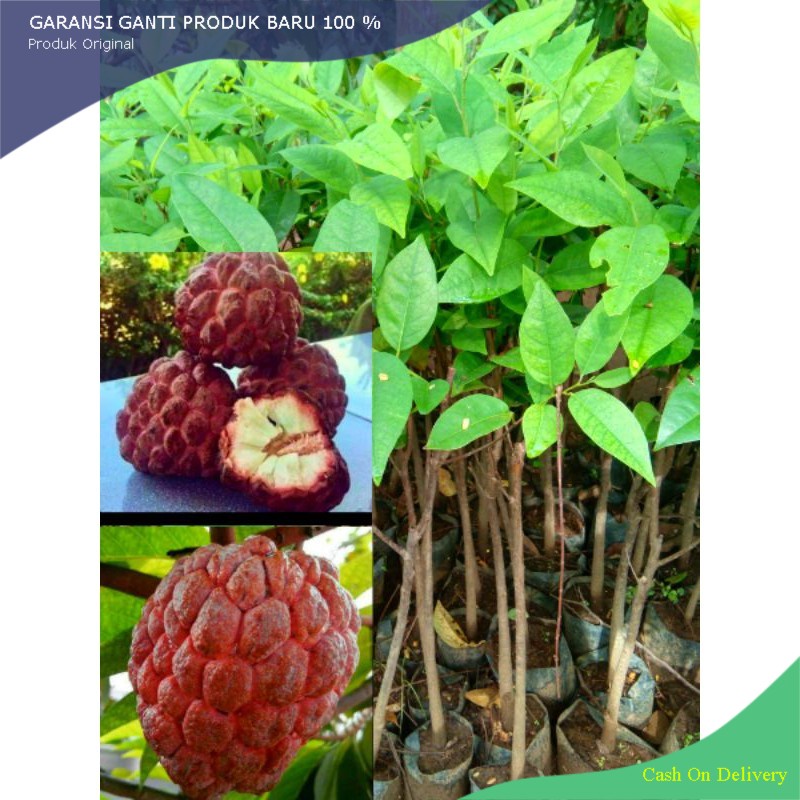 BIBIT SRIKAYA MERAH HASIL OKULASI SUPER UNGGUL MURAH BIBIT SRIKAYA MERAH