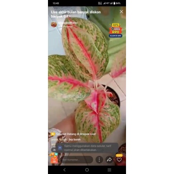 aglo big papa rasa andini