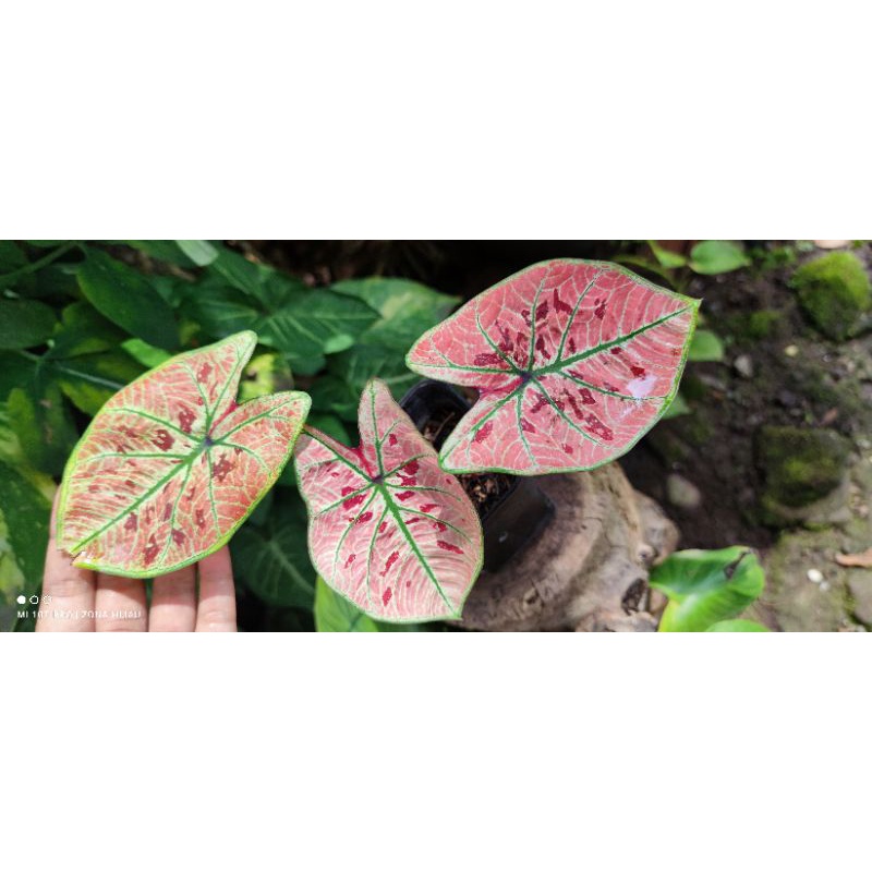 Caladium Wonderland/Keladi Wonderland