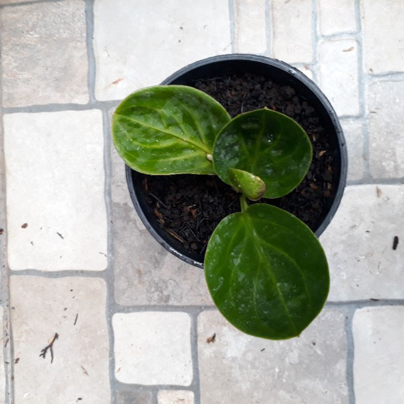 Jemani Mangkok Rasputin bulat cekung