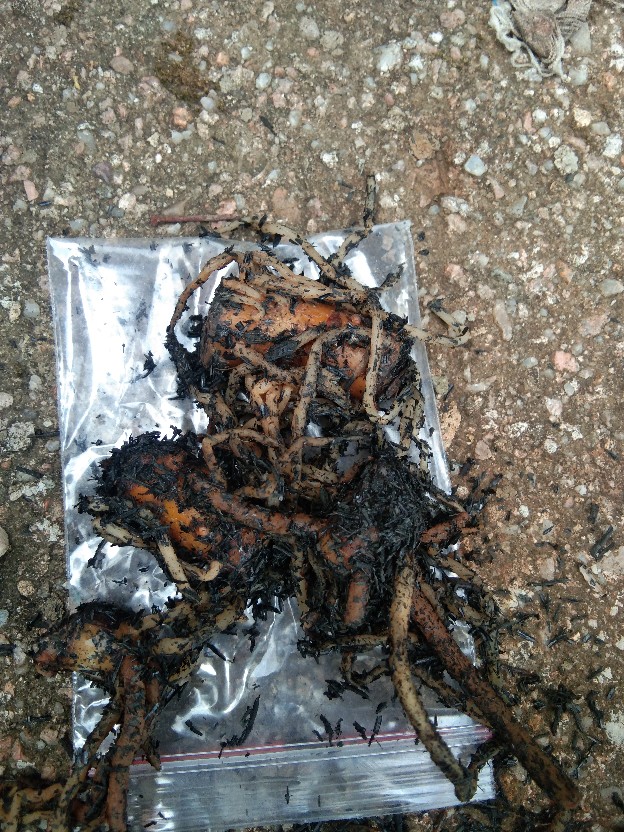 Promo!!! Bonggol Aglonema Golden Hope