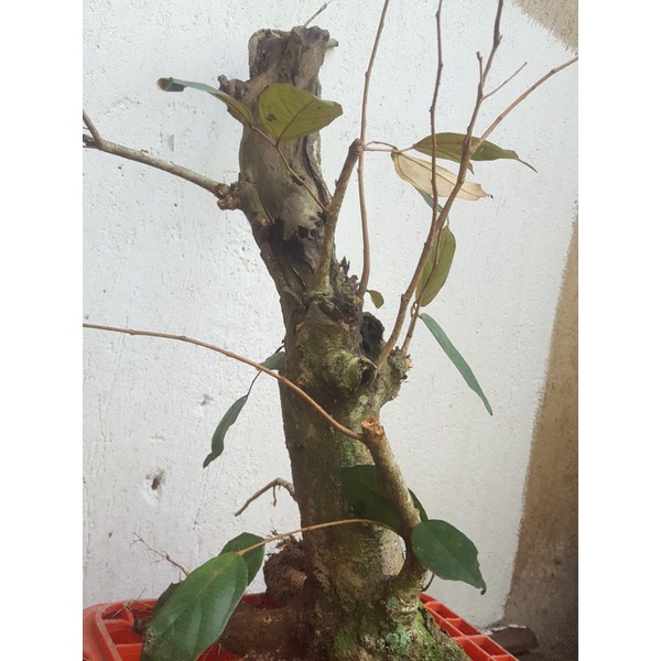 BAHAN BONSAI WALIKUKUN JUMBO KARAKTER UNIK HASIL DONGKEL ALAM