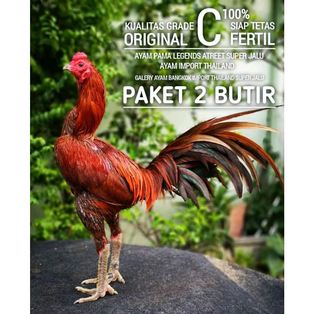 ayam bangkok asli telur super paket 2 butir pama birma pakhoy