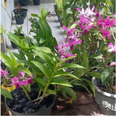 Anggrek Bantimurung Dewasa murah rawatan