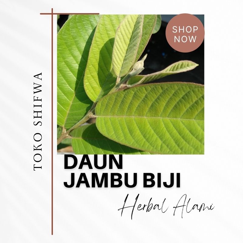 

Herbal Alami Daun Jambu Biji