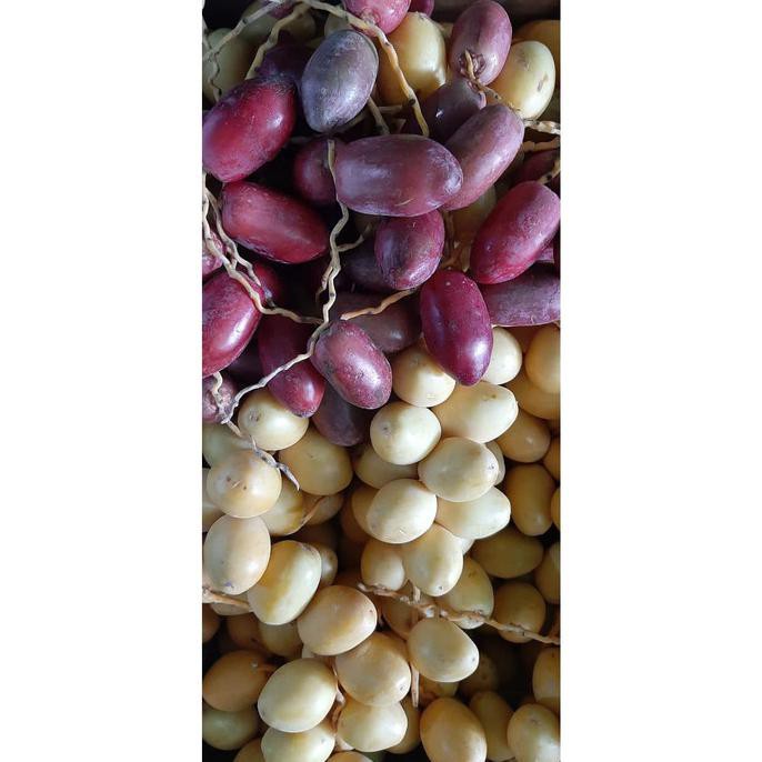 

Kurma Muda Promil Arkanamarketht