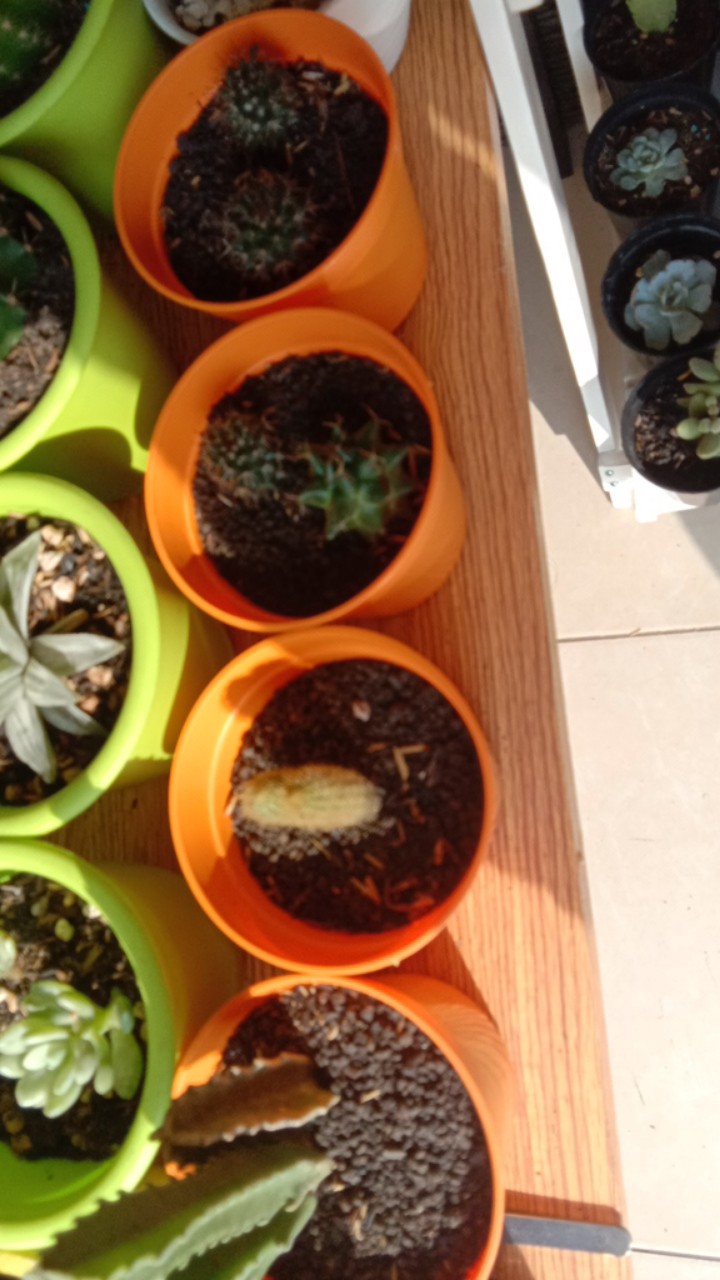 Kaktus Dan Sekulen ( Minimal 30 Packs )