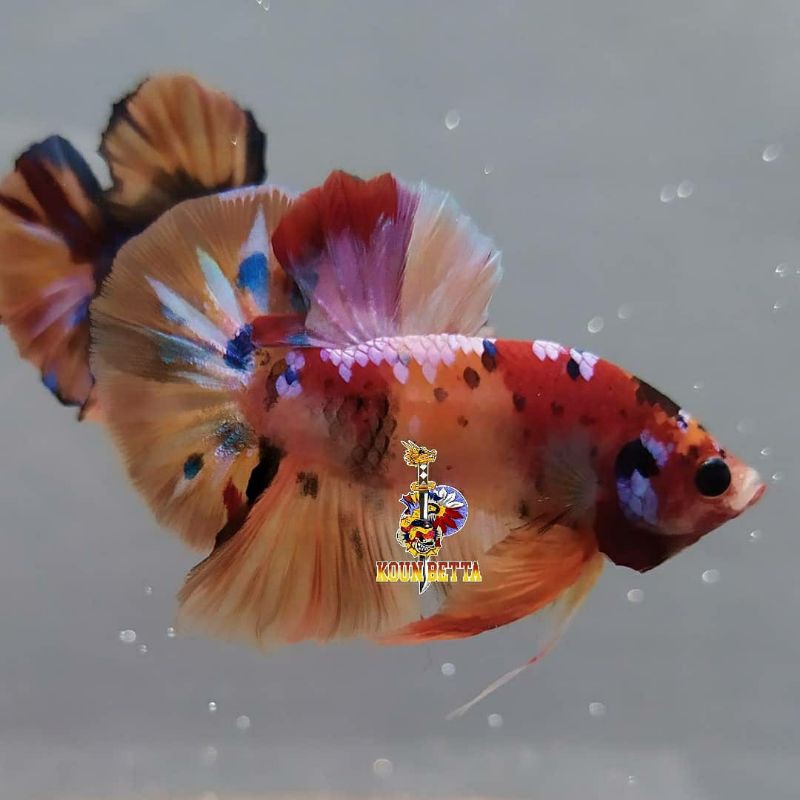 Ikan Cupang Betta Fish Nemo Multi Gold