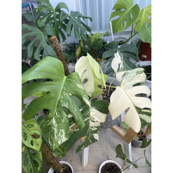 monstera deliciosa (king) variegata