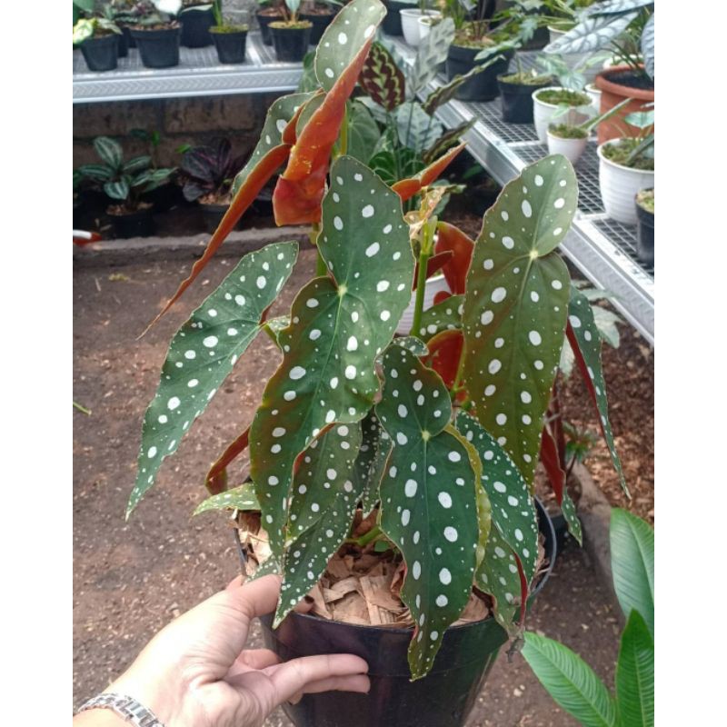 Begonia - Tanaman Hias Begonia Polkadot - Tanaman Hias Begonia