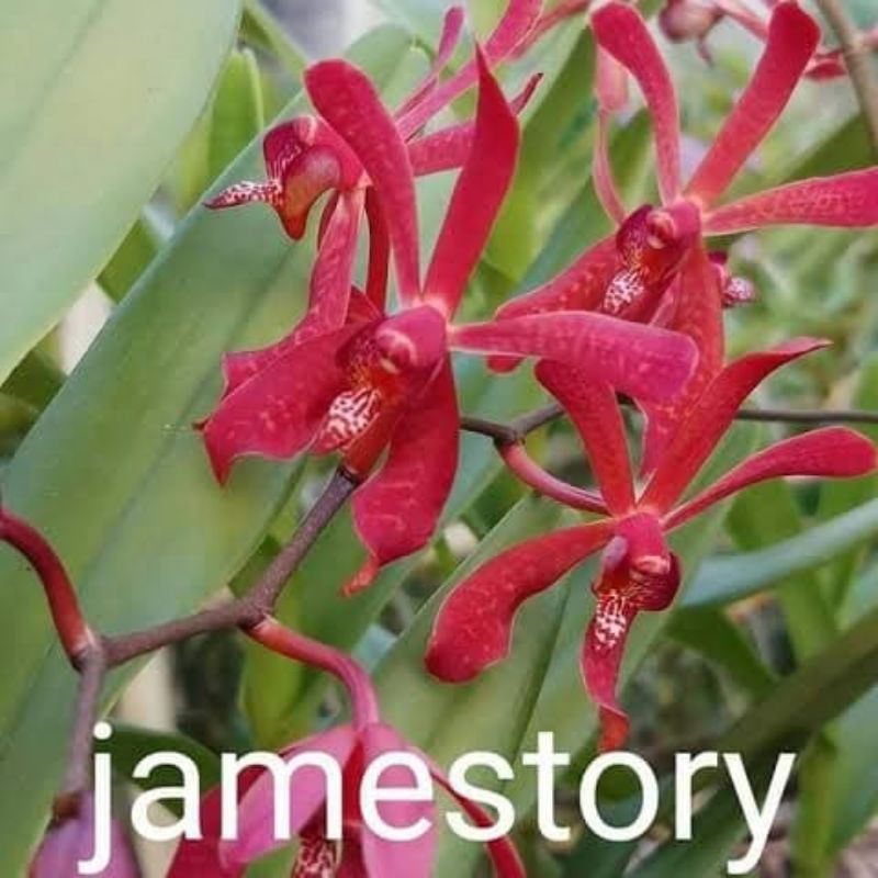anggrek vanda jamestory jumbo dewasa